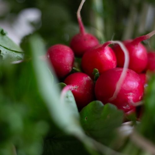a bunch of radishes sitting on top of green leaves
