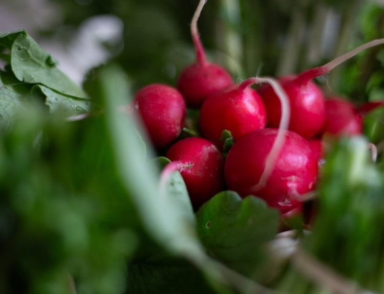 a bunch of radishes sitting on top of green leaves