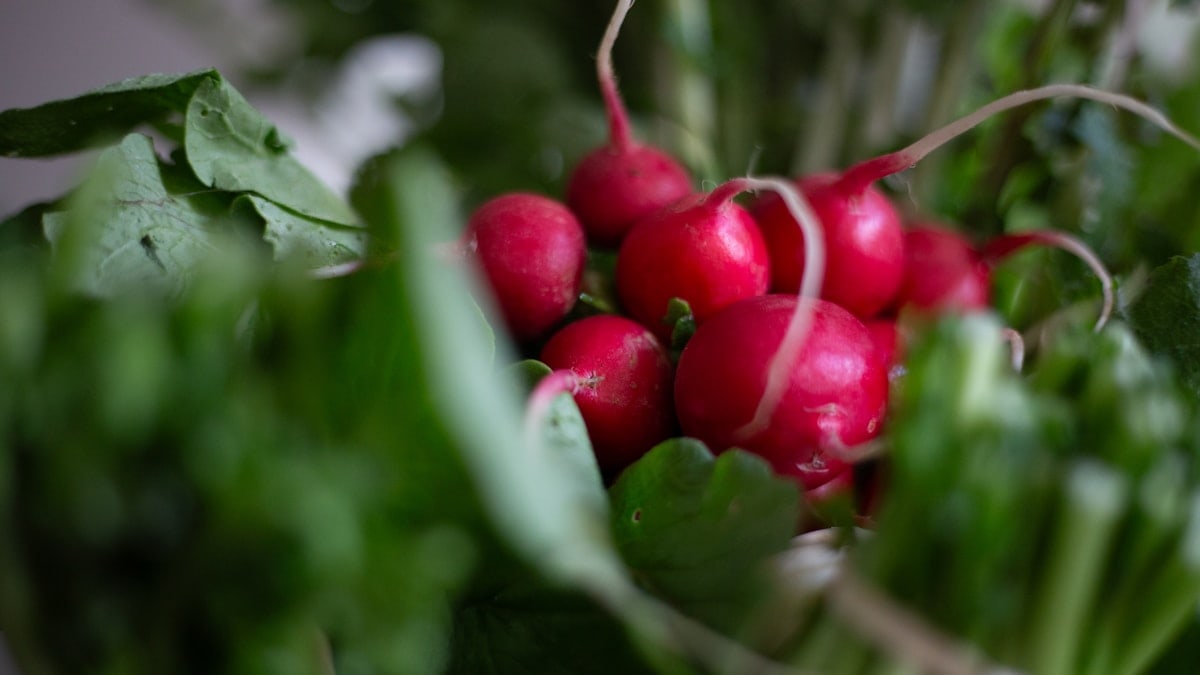a bunch of radishes sitting on top of green leaves
